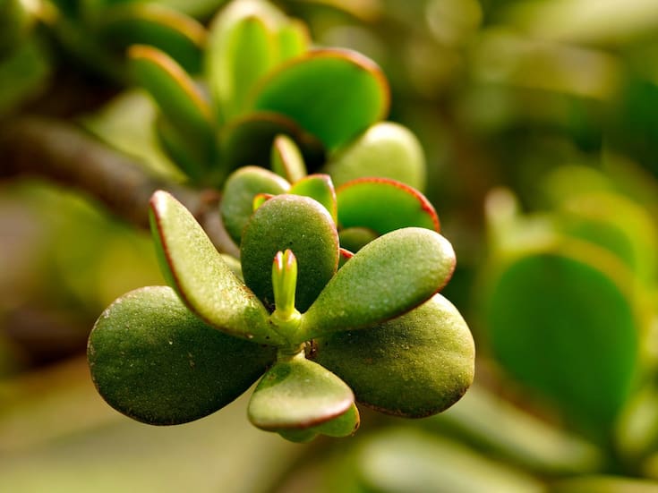 Árbol de jade: qué significa que te lo regalen y por qué es considerado el amuleto del dinero