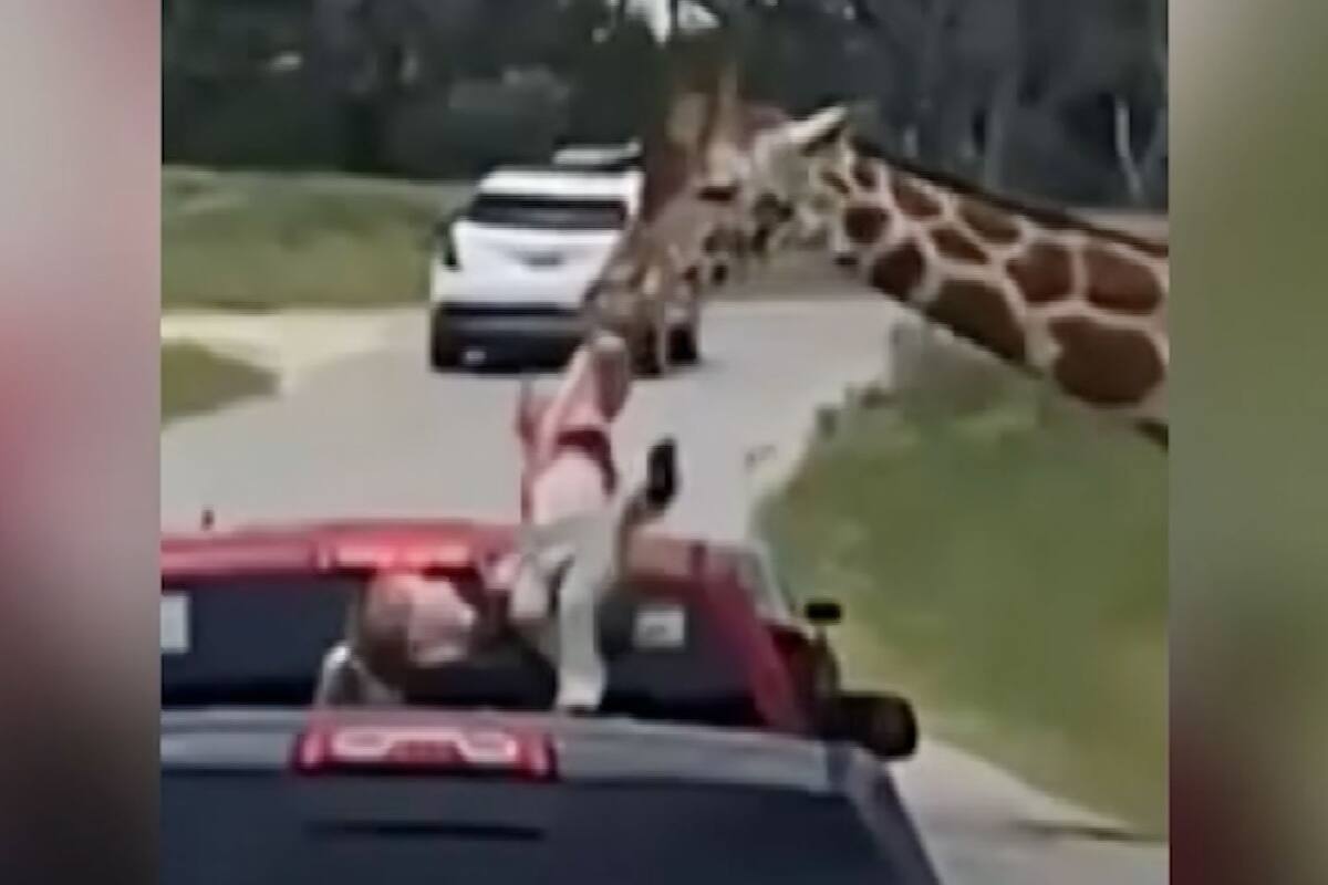 VIDEO: Jirafa levanta a niña con su boca en un safari en Texas