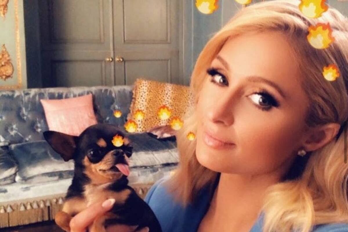 Paris Hilton compra a su perro con minibolso de más de 100 mil pesos