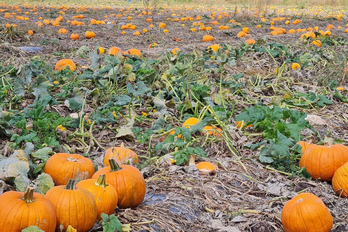 2 recetas de calabaza para disfrutar este otoño