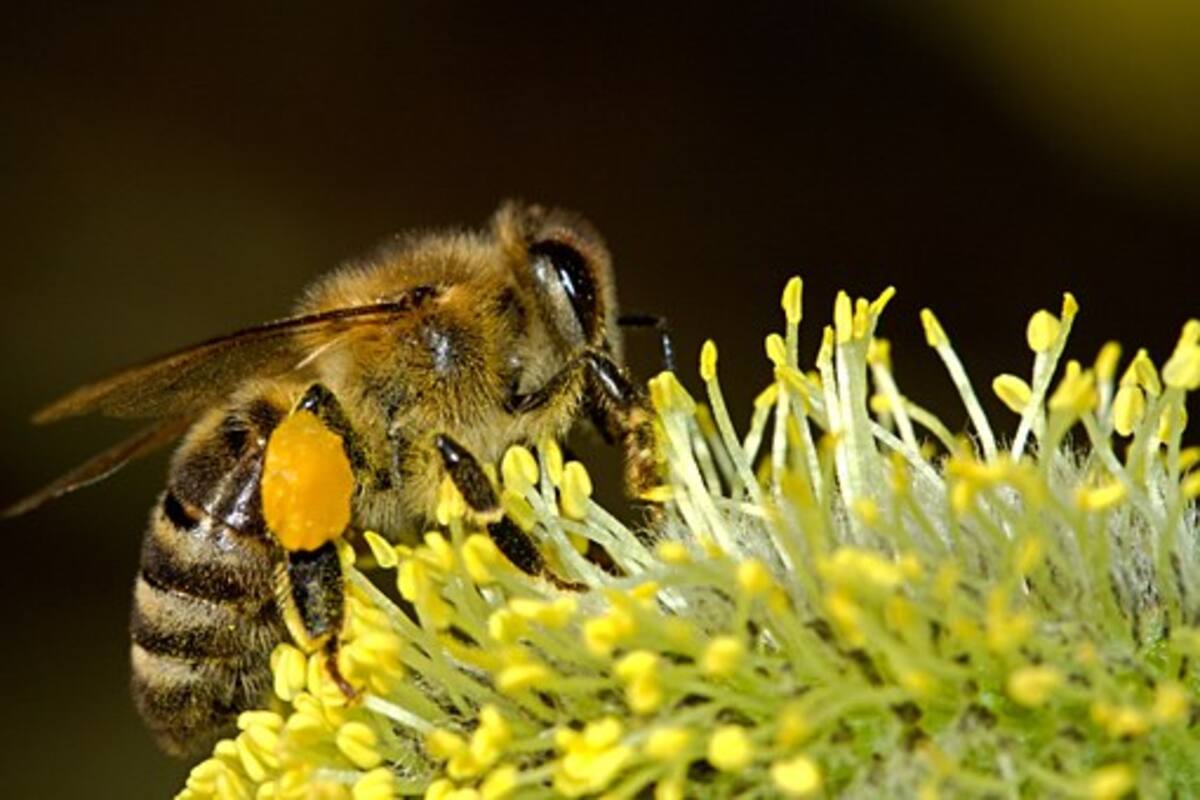 Abejas corren peligro en el Yaqui: Apicultores