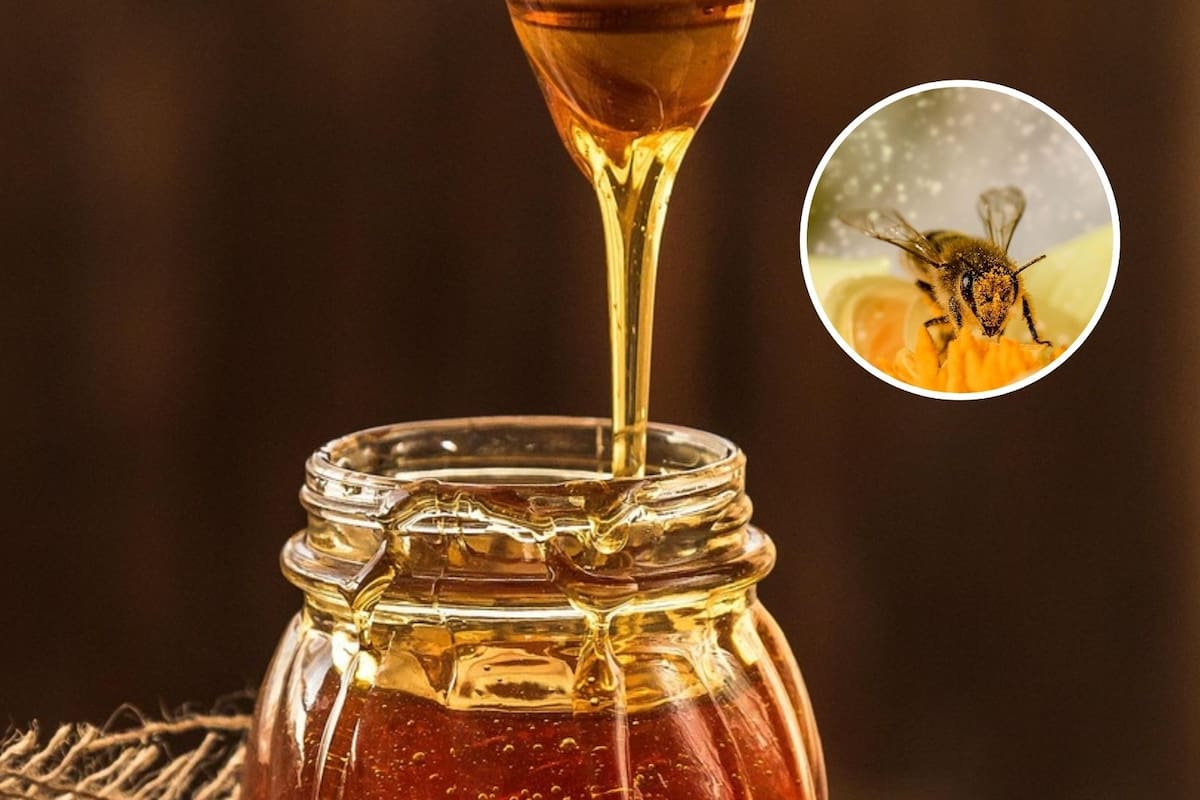 ¿Qué pasaría si desaparecen las abejas? El caos que provocaría