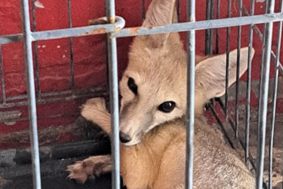 Rescatan a un zorro que pasó varios días atrapado en una zanja en el desierto de San Luis