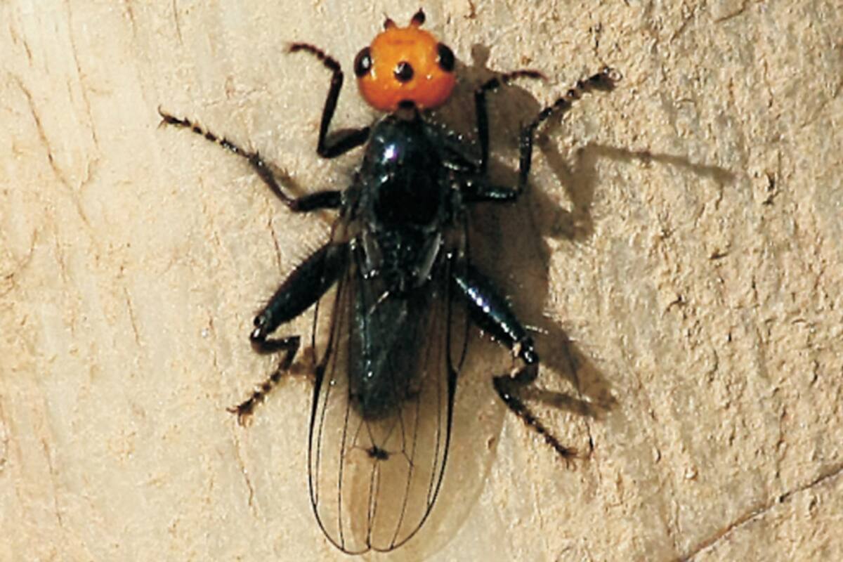 Moscas carnívoras que se creían extintas hace más de 100 años 'resurgen' en Francia