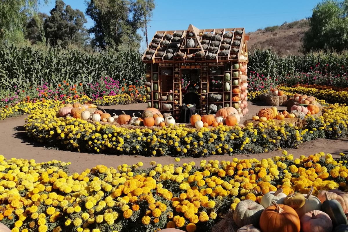 ‘La Ruta del Maíz’, un tesoro familiar en Tijuana