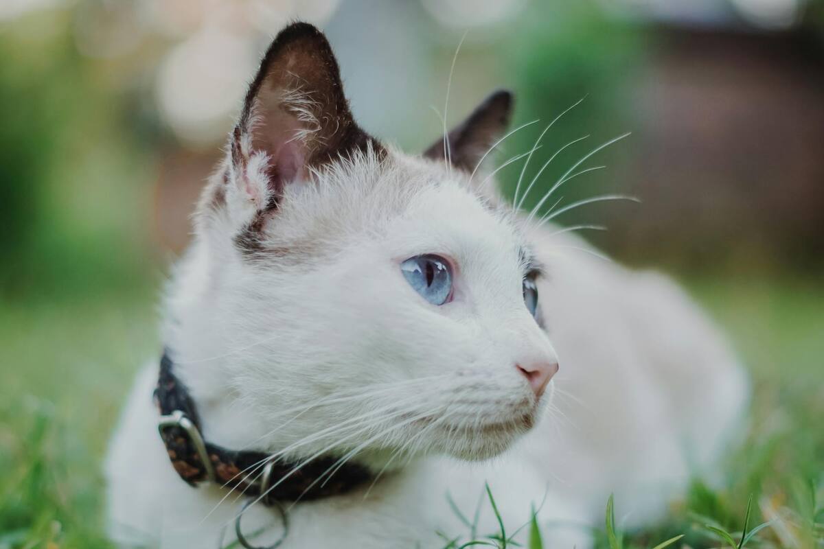 Los gatos pueden sentirse atraídos por pasar tiempo fuera de casa por varias razones. foto: pexels