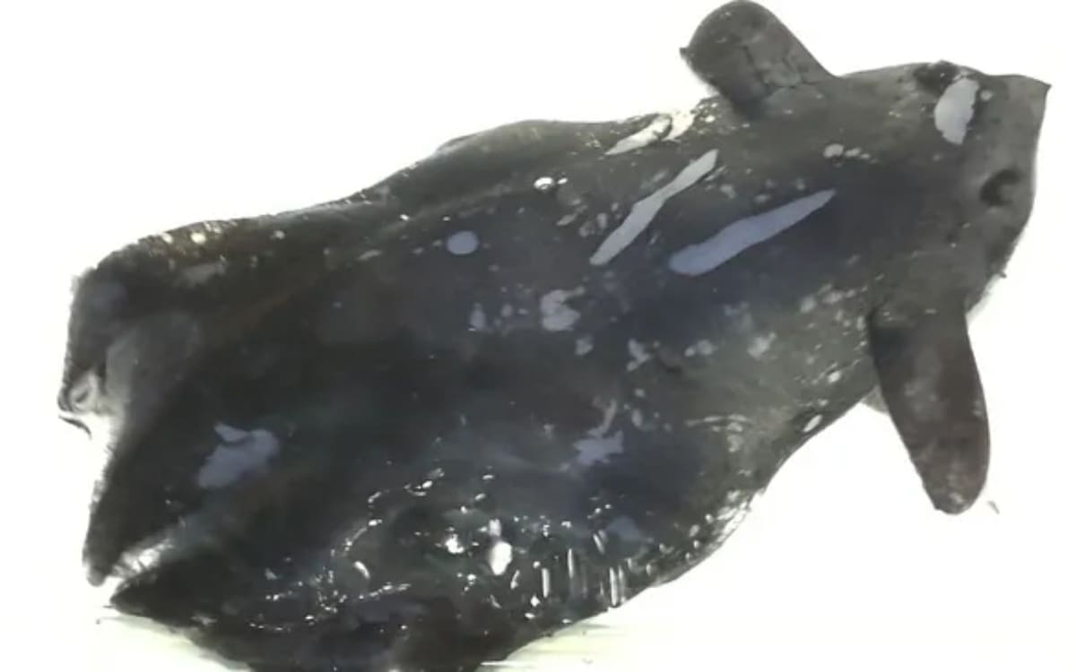 El nuevo calamar vampiro recién descubierto (Dajun Qiu)