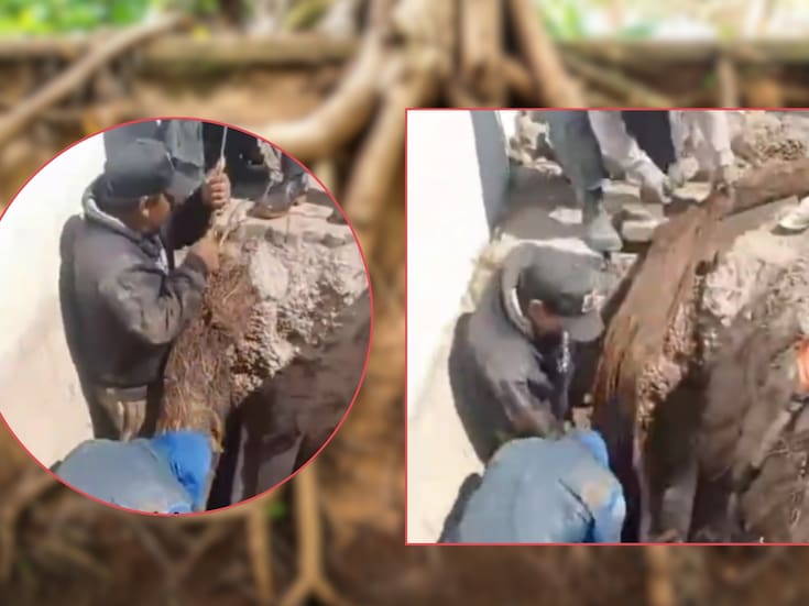 Sapase extrajo dos raíces de hasta 8 metros que obstruían tuberías de 8 y 10 pulgadas y restableció suministro tras 10 años sin agua en colonias de Ecatepec, según reporte oficial del organismo municipal