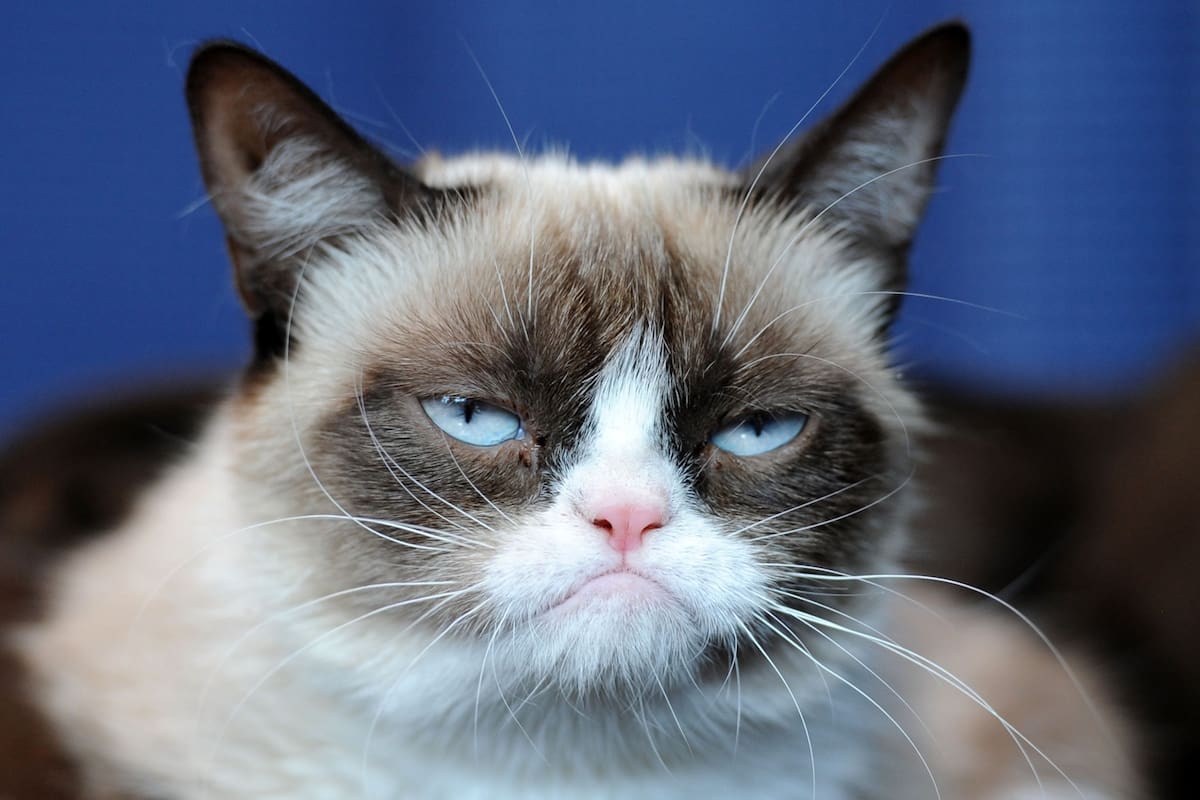 Los gatos más famosos de Internet