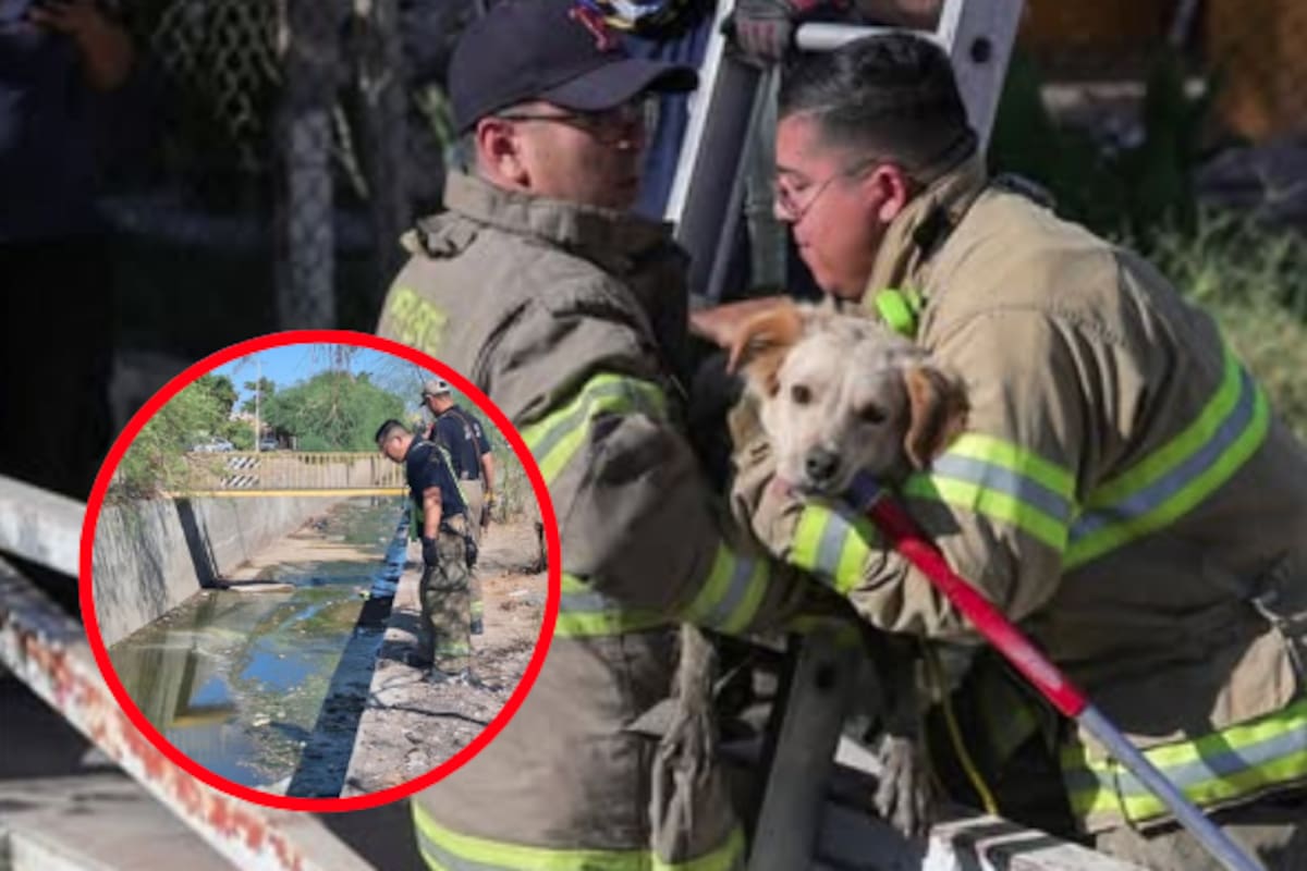 “Lomito” es rescatado tras pasar dos días atrapado en canal pluvial de Hermosillo