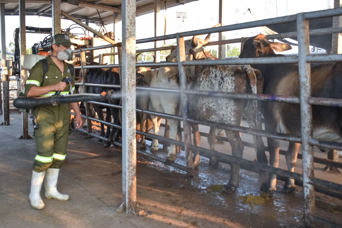 Atienden de manera inmediata caso de gusano barrenador del ganado en el Estado de México
