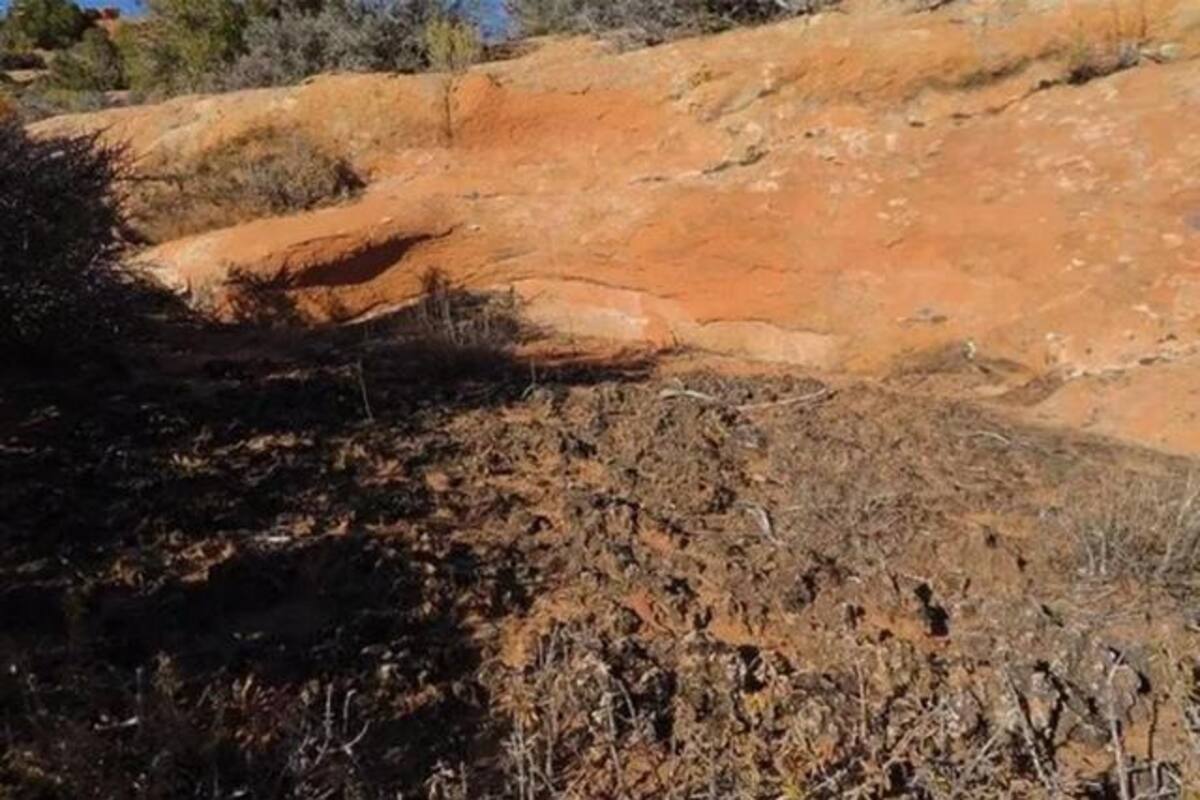 ¿Ves al lagarto?: trata de encontrarlo en menos de 30 segundos