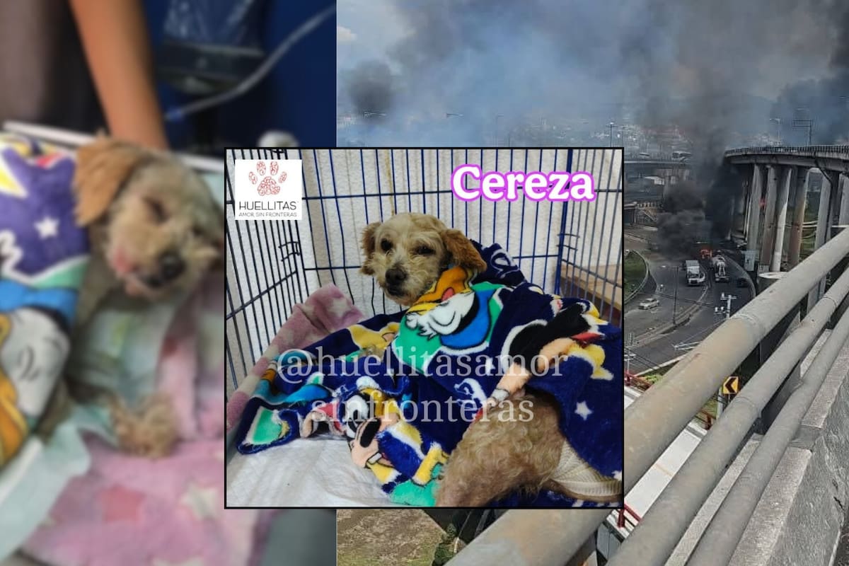 Cereza, la perrita que sobrevivió a la explosión en Iztapalapa y lucha por sus cachorros