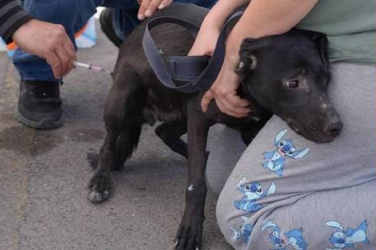 Es importante vacunar a mascotas para evitar enfermedades: Rescue Me Tijuana