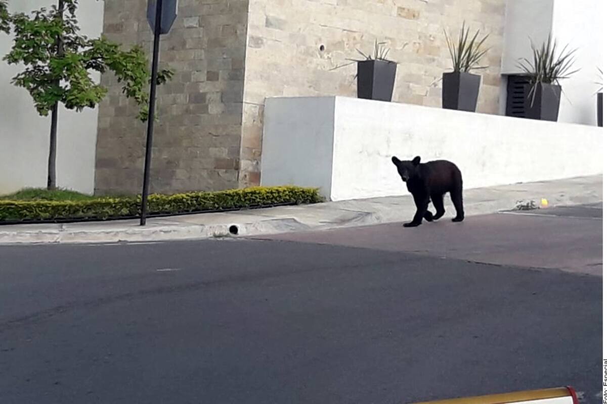 Captan a oso vagando en calles de Santa Catarina, NL