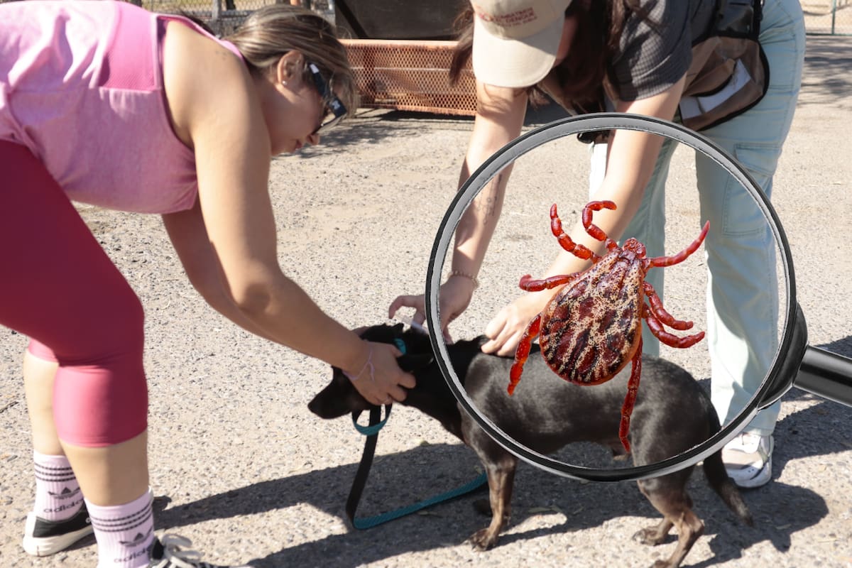 Alertan por rickettsia en verano en Nogales