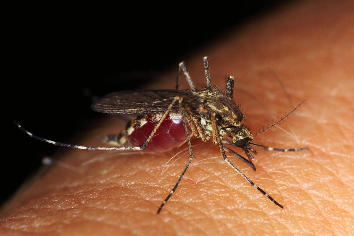 Para combatir enfermedades, liberarán en EU mosquitos modificados genéticamente