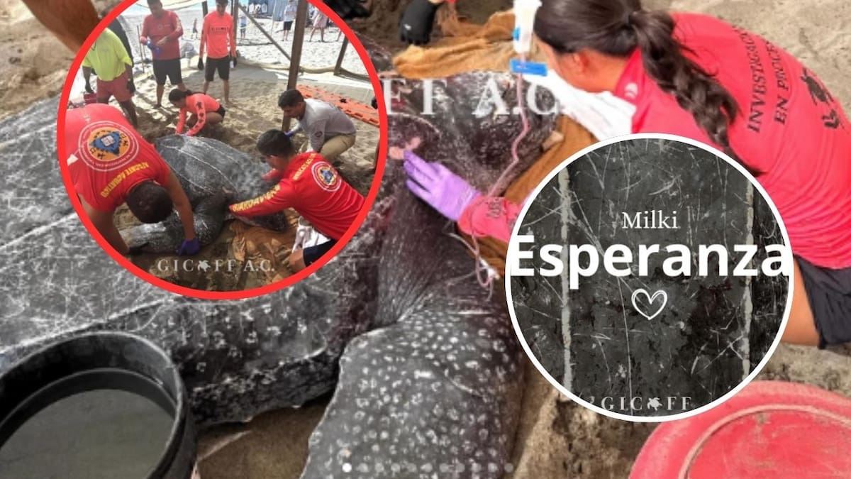 Colisión con embarcación mata a tortuga Laúd, “Esperanza”, en Puerto Vallarta y acaba con más de mil huevos en gestación