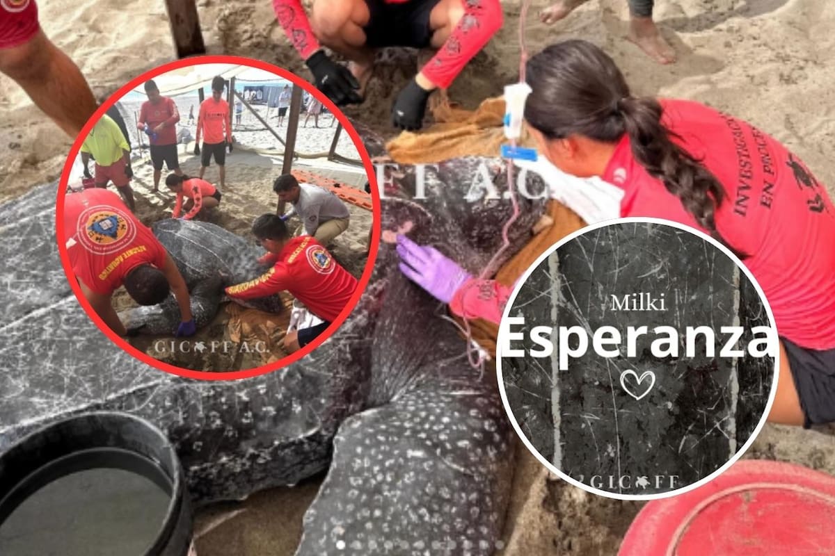 Colisión con embarcación mata a tortuga Laúd, “Esperanza”, en Puerto Vallarta y acaba con más de mil huevos en gestación