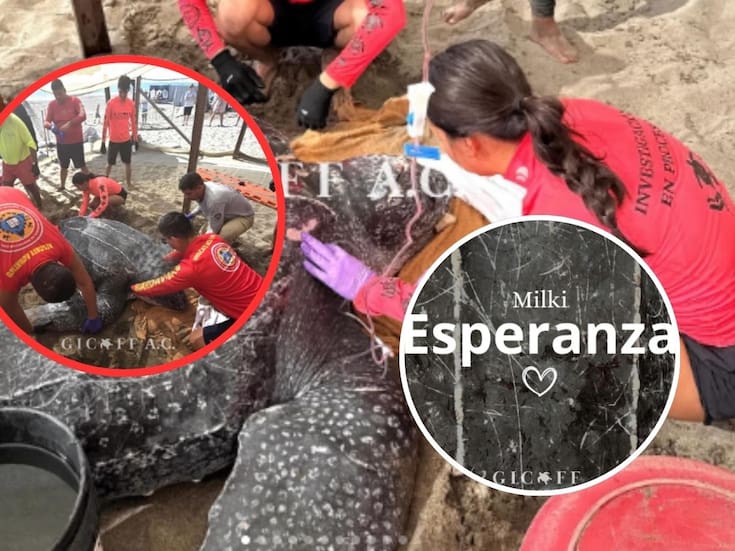 Colisión con embarcación mata a tortuga Laúd, “Esperanza”, en Puerto Vallarta y acaba con más de mil huevos en gestación