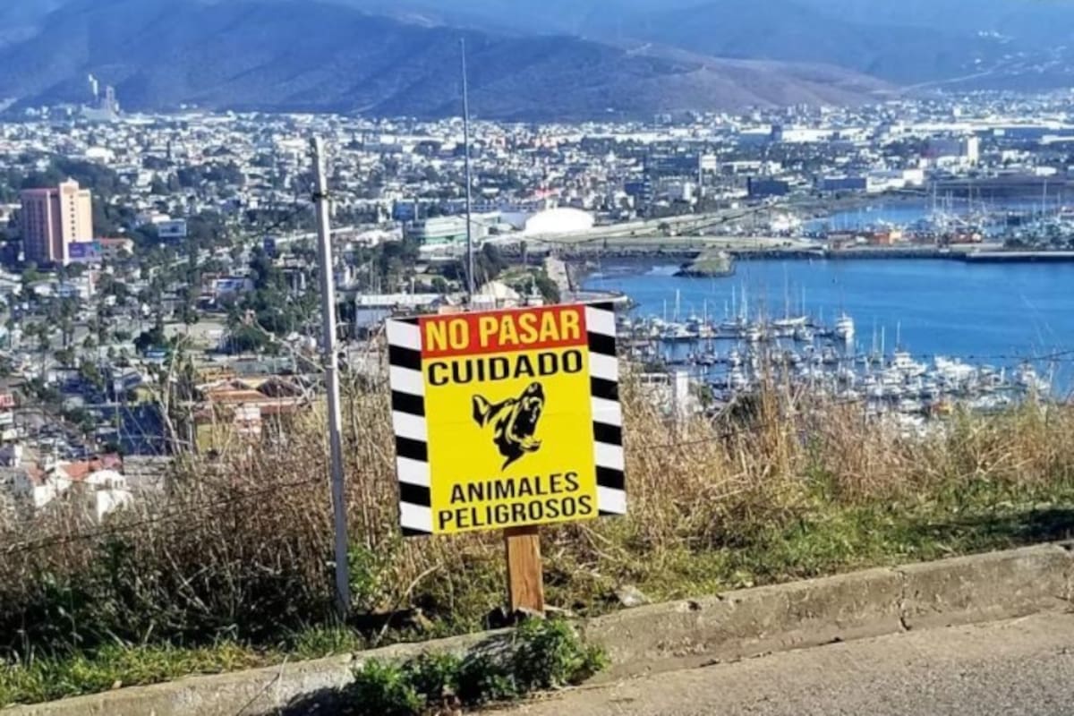 Atenderá Gobierno de Ensenada denuncias de perros ferales