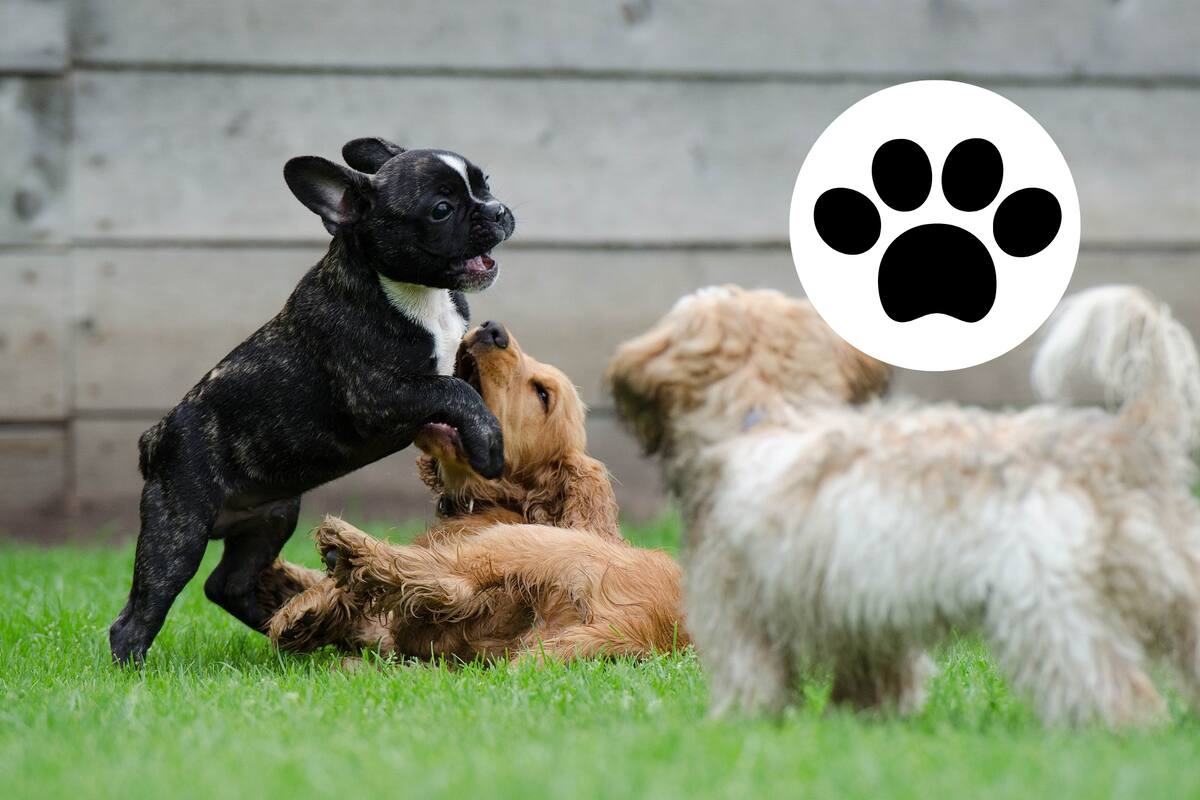 Algoritmo calcula la edad biológica y esperanza de vida de los perritos