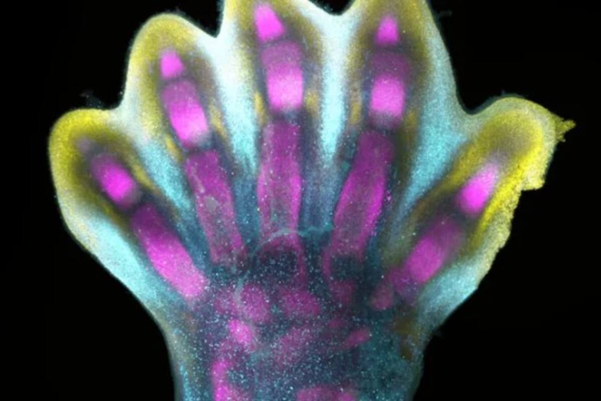 Investigadores descubren cómo crear piel y cabello en laboratorio, con potencial para tratamientos regenerativos y cicatrización sin marcas.