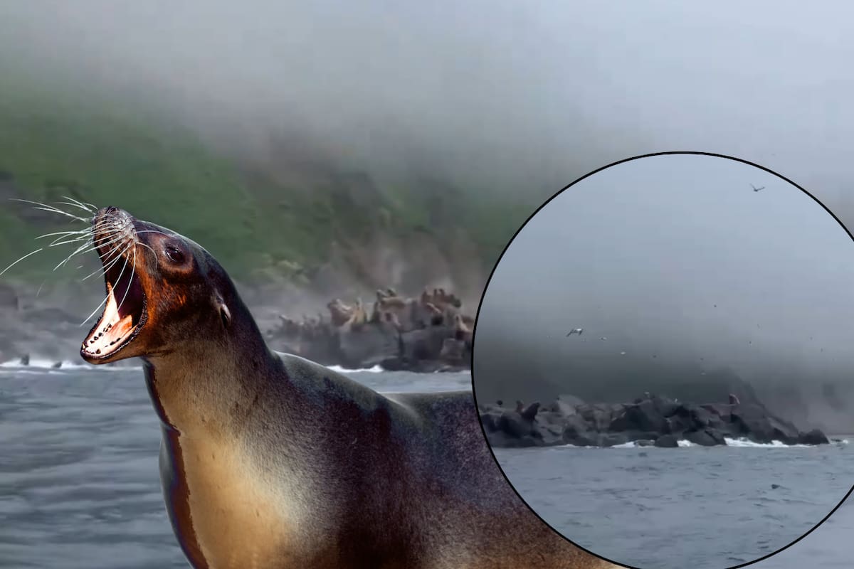 VIDEO: Así huyeron las aves y los lobos marinos del tsunami tras el terremoto de Rusia