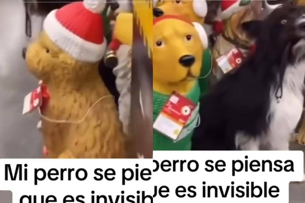 Perro se hace pasar por un maniquí en un centro comercial y se vuelve viral