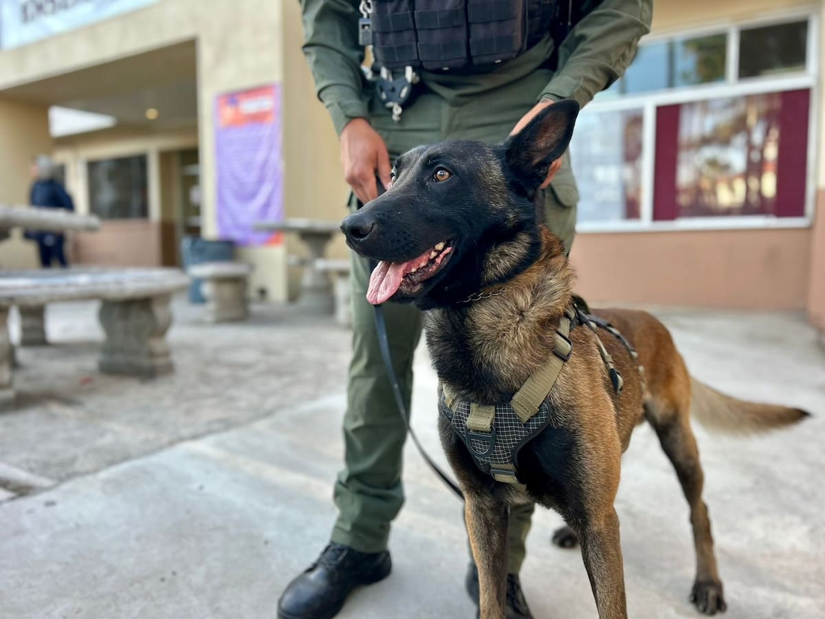 La Subdirección de Prevención del Delito y la Unidad K9, implementó un filtro de revisión en las instalaciones del Cobach. Foto: Cortesía