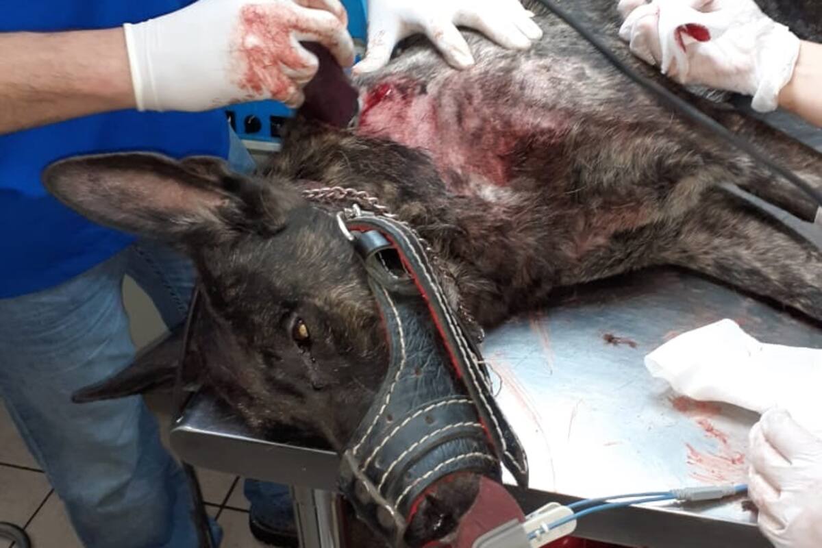 Hieren a cuchilladas al agente canino Red