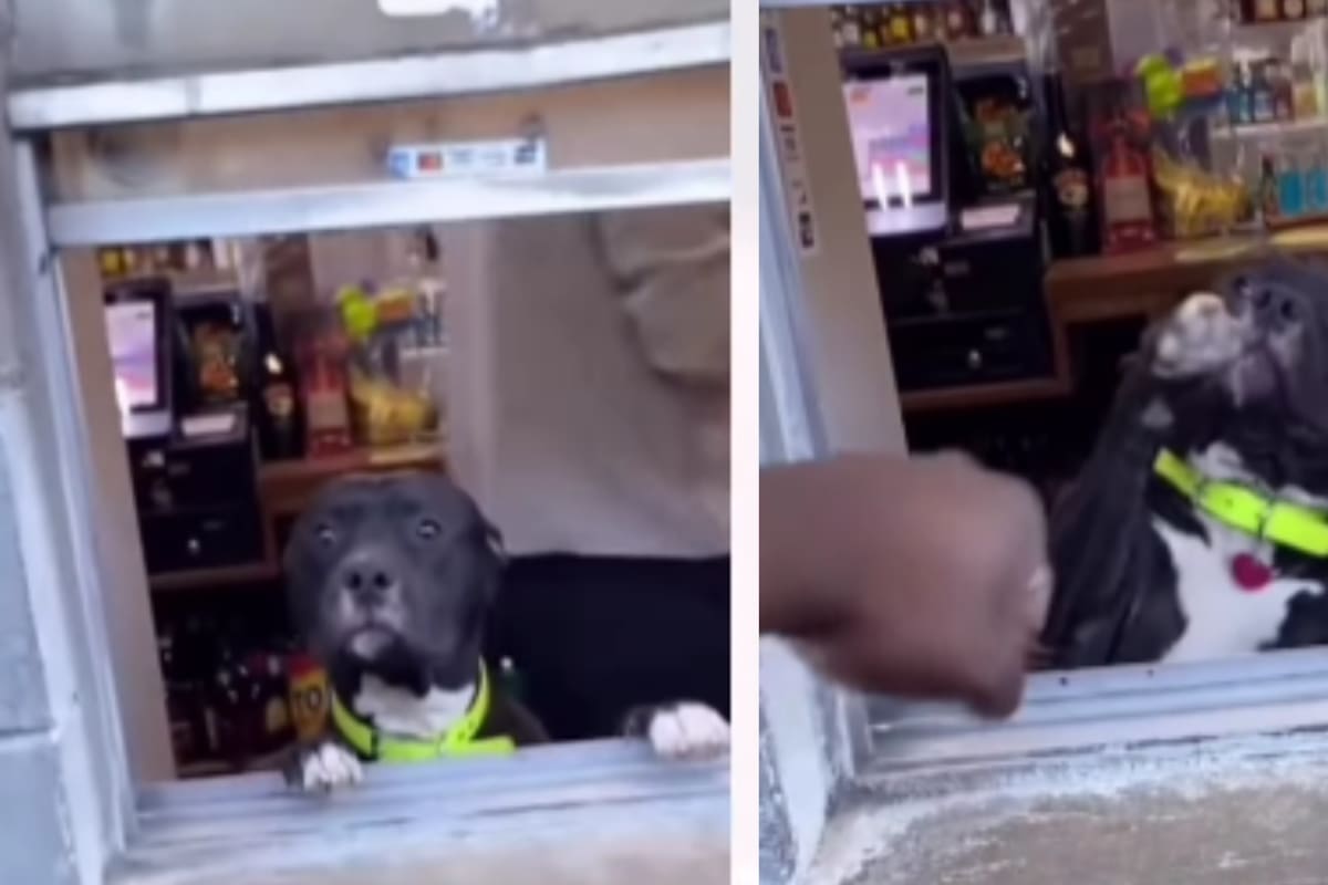 El perrito de la tienda: se hace viral por ayudar a su dueño atendiendo y chocando los cinco con los clientes