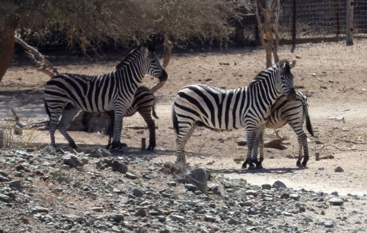 El Ecosafari tiene un precio adicional de $25 para adultos y $15 para niños. Foto: Julián Ortega