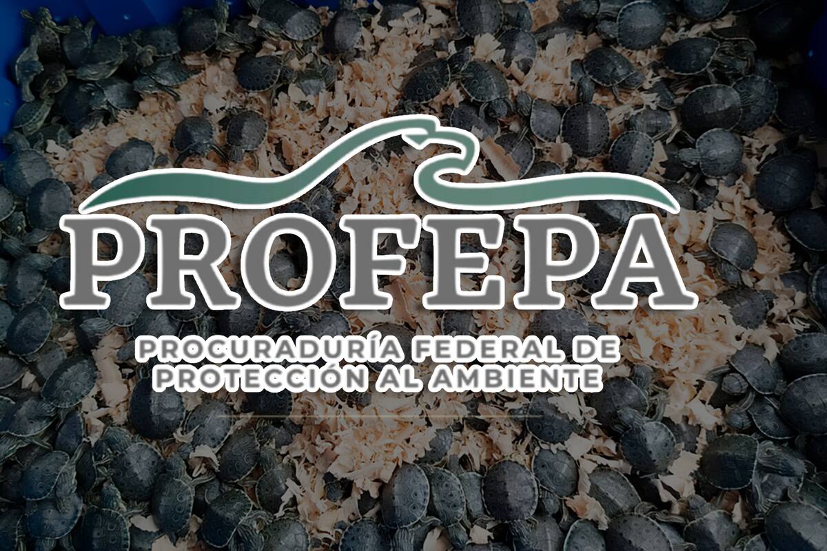 Aseguran más de 300 tortugas pavo real en operativo contra el tráfico ilegal en carretera México-Puebla