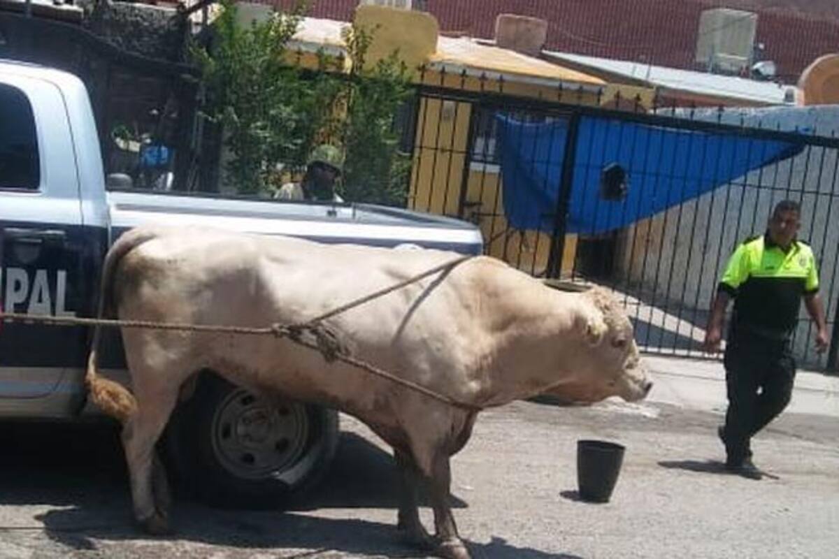 Toro causa pánico en calles de Ciudad Juárez