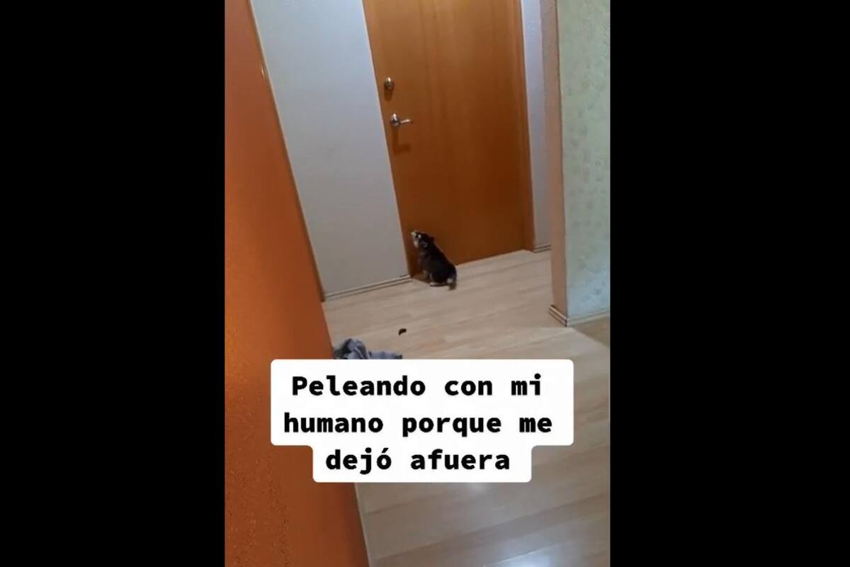 VIDEO TIKTOK: Perrito "piensa" que su dueño lo olvidó y llora afuera de la recámara