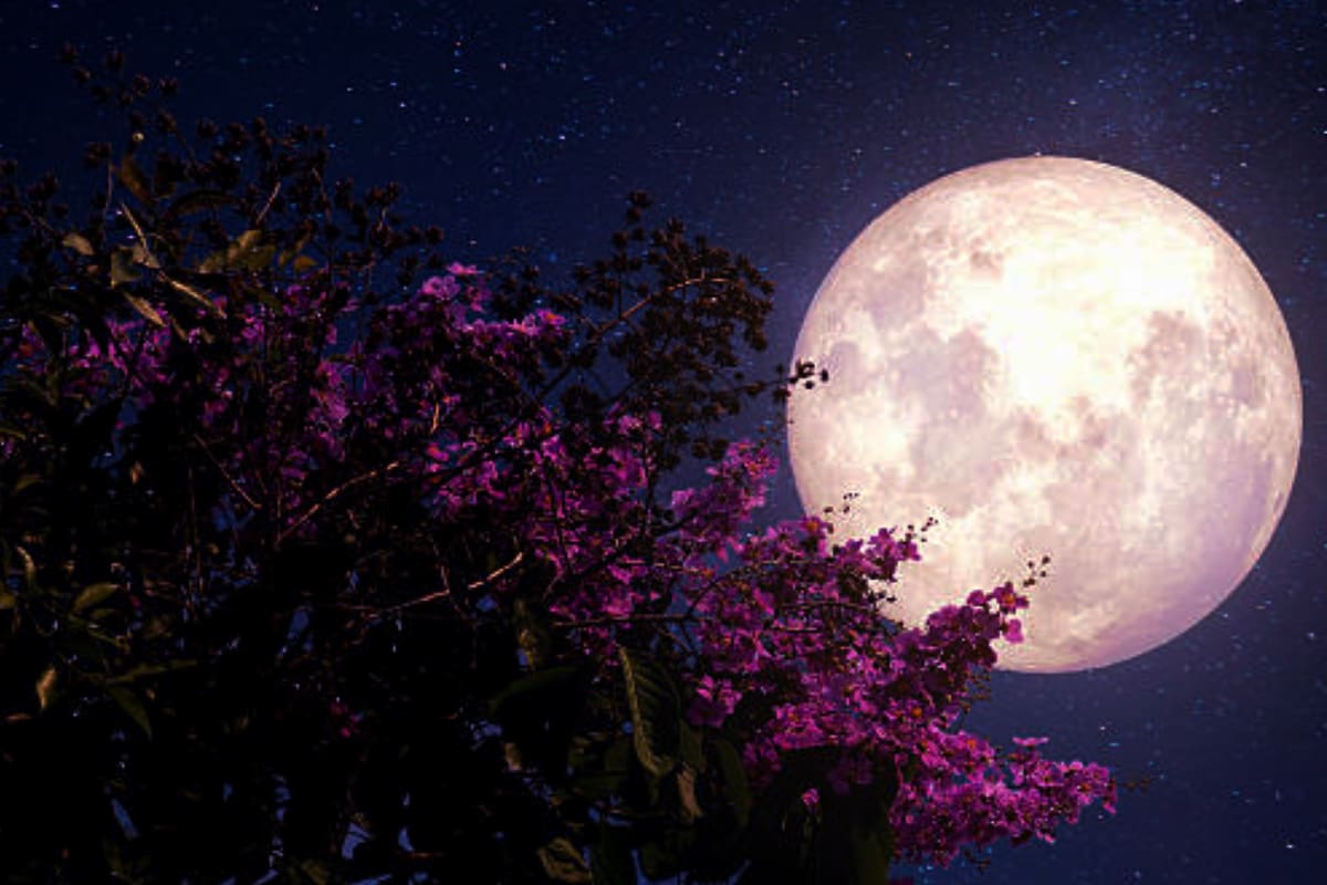 Luna de Flores 2024: ¿Cuándo se podrá ver este fenómeno astronómico de mayo?