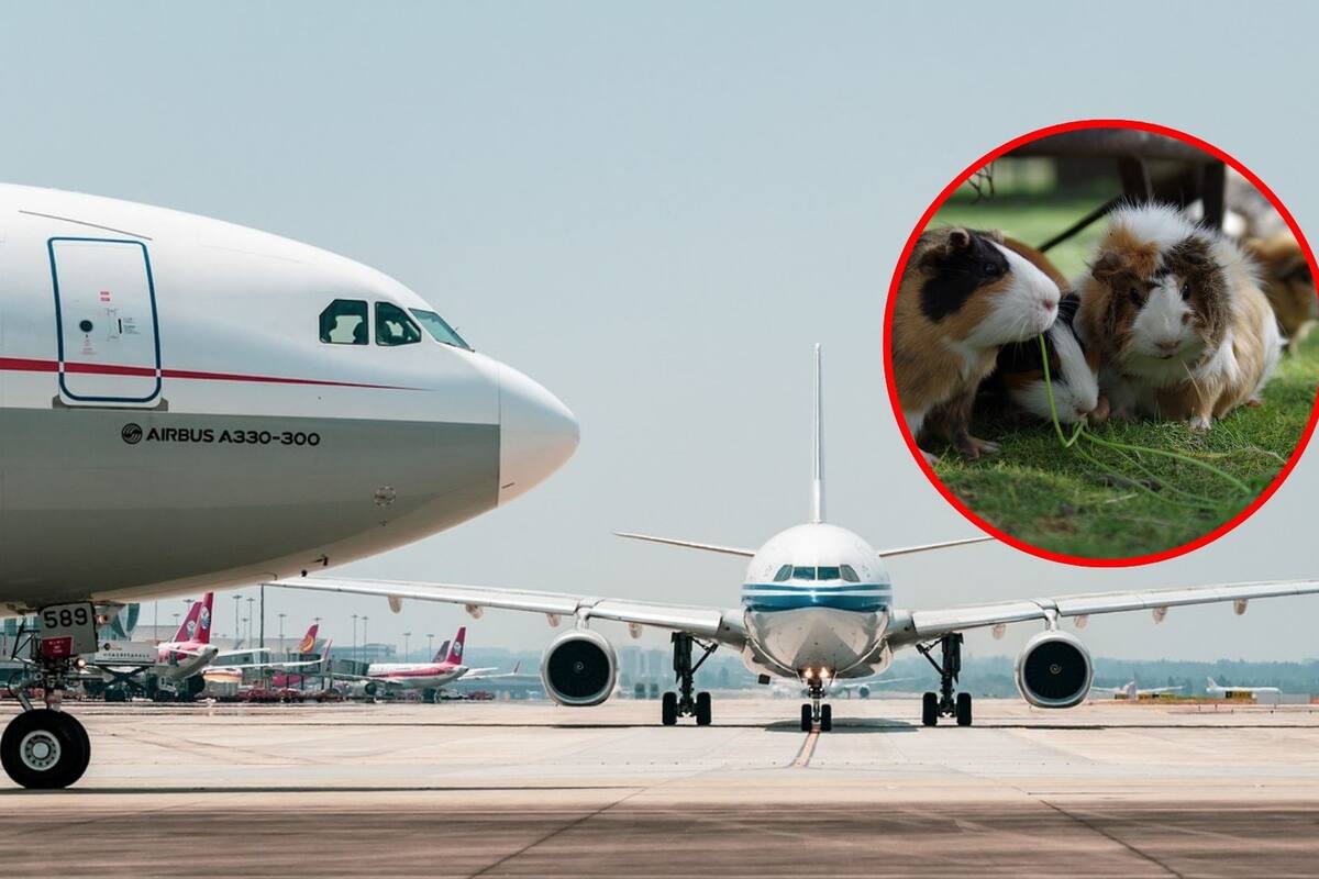 Docenas de hámsters fugitivos paralizan un vuelo comercial en Portugal