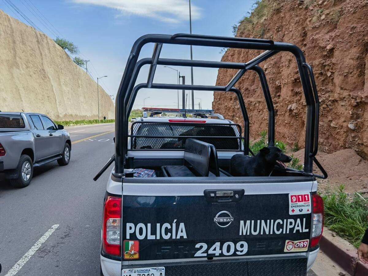Una mascota canina fue rescatada de una grieta de delmedio de un cerro cortado y deslavado a un costado del Periférico Colosio rumbo a la garita Mariposa