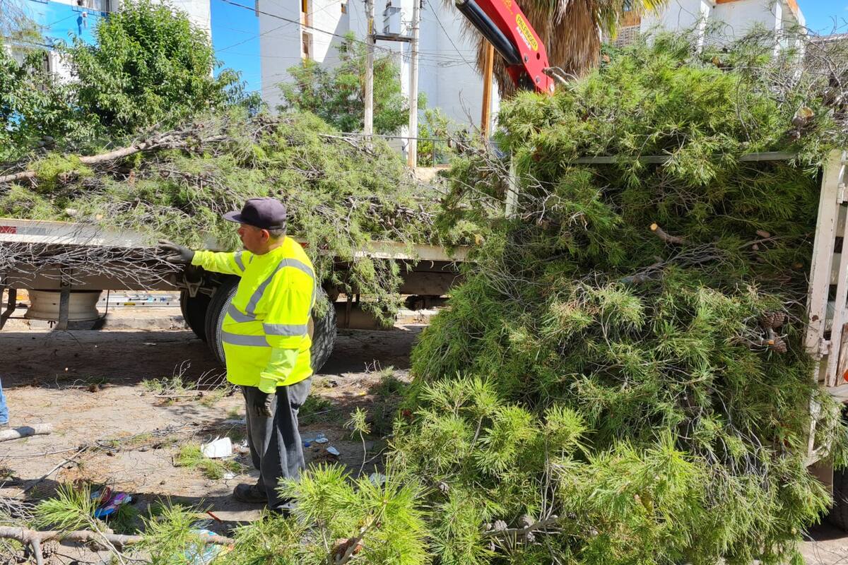 Atacan abejas a seis personas en Nogales