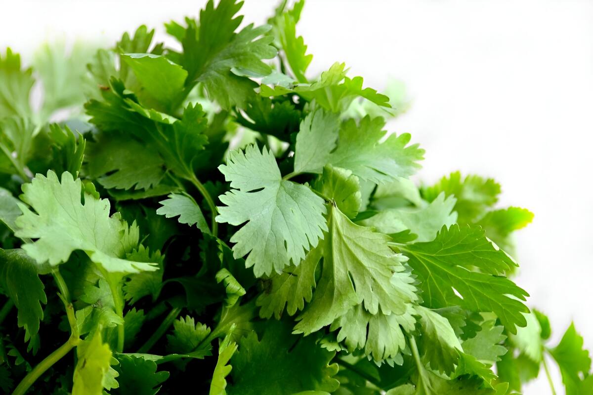 ¿Sabías que existe un Día del Odio al Cilantro? La ciencia explica por qué