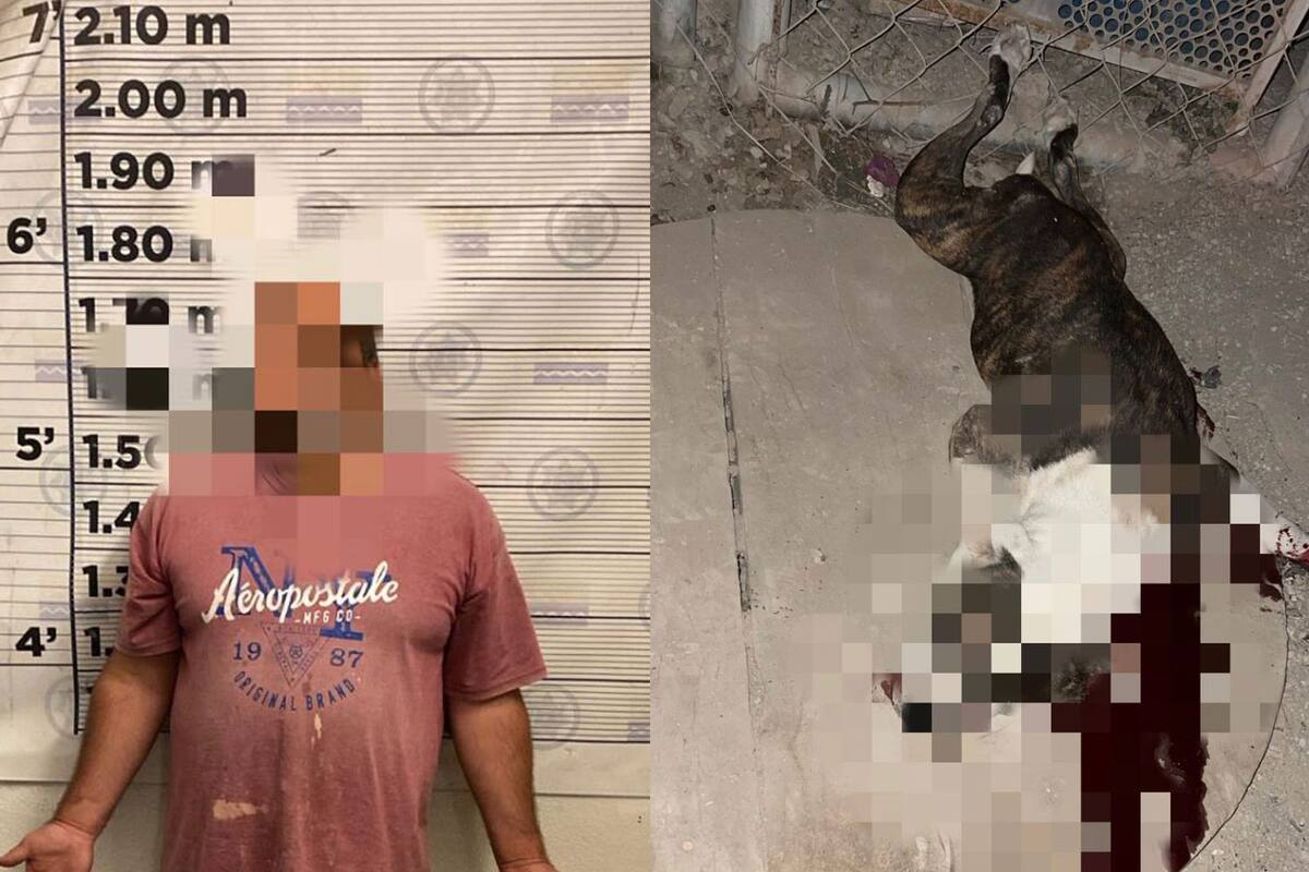 Detienen a hombre por matar a un perro en Rosarito