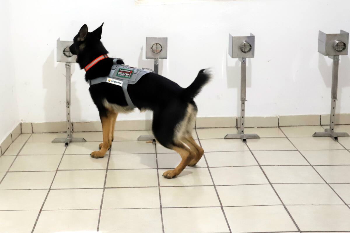 El mejor amigo del hombre: Perros aprenden a detectar Covid-19