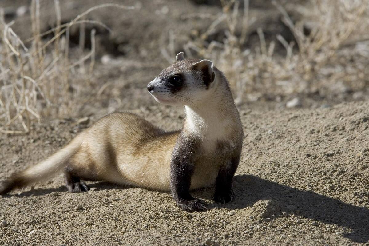Científicos clonan un hurón de pies negros, especie en peligro de extinción