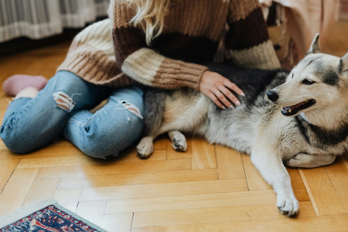 Medicamentos para bajar de peso llegan al mundo animal: cómo funciona el nuevo implante para perros y gatos