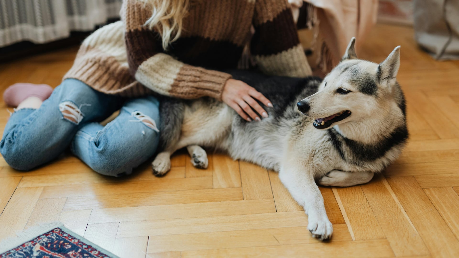 Especialistas señalan que la forma de hablar influye en cómo los animales interpretan órdenes y señales de sus cuidadores. Foto: Canva
