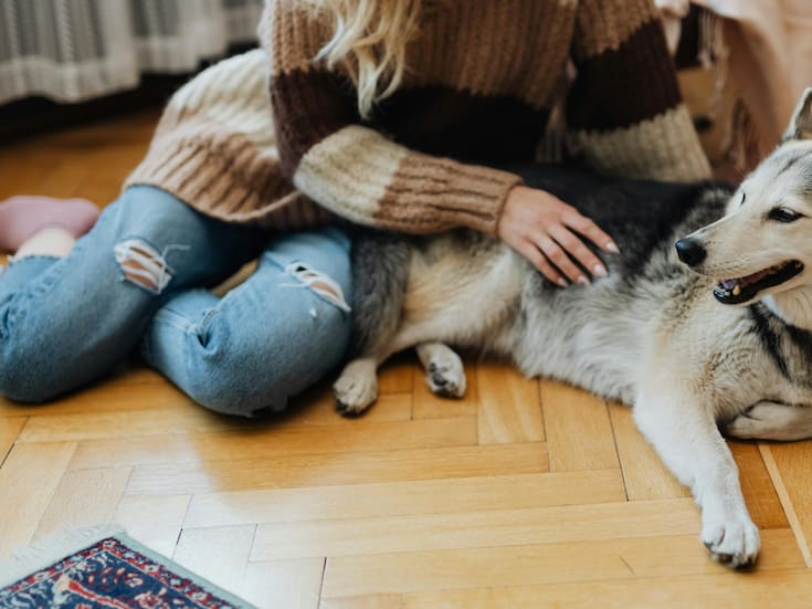 Medicamentos para bajar de peso llegan al mundo animal: cómo funciona el nuevo implante para perros y gatos