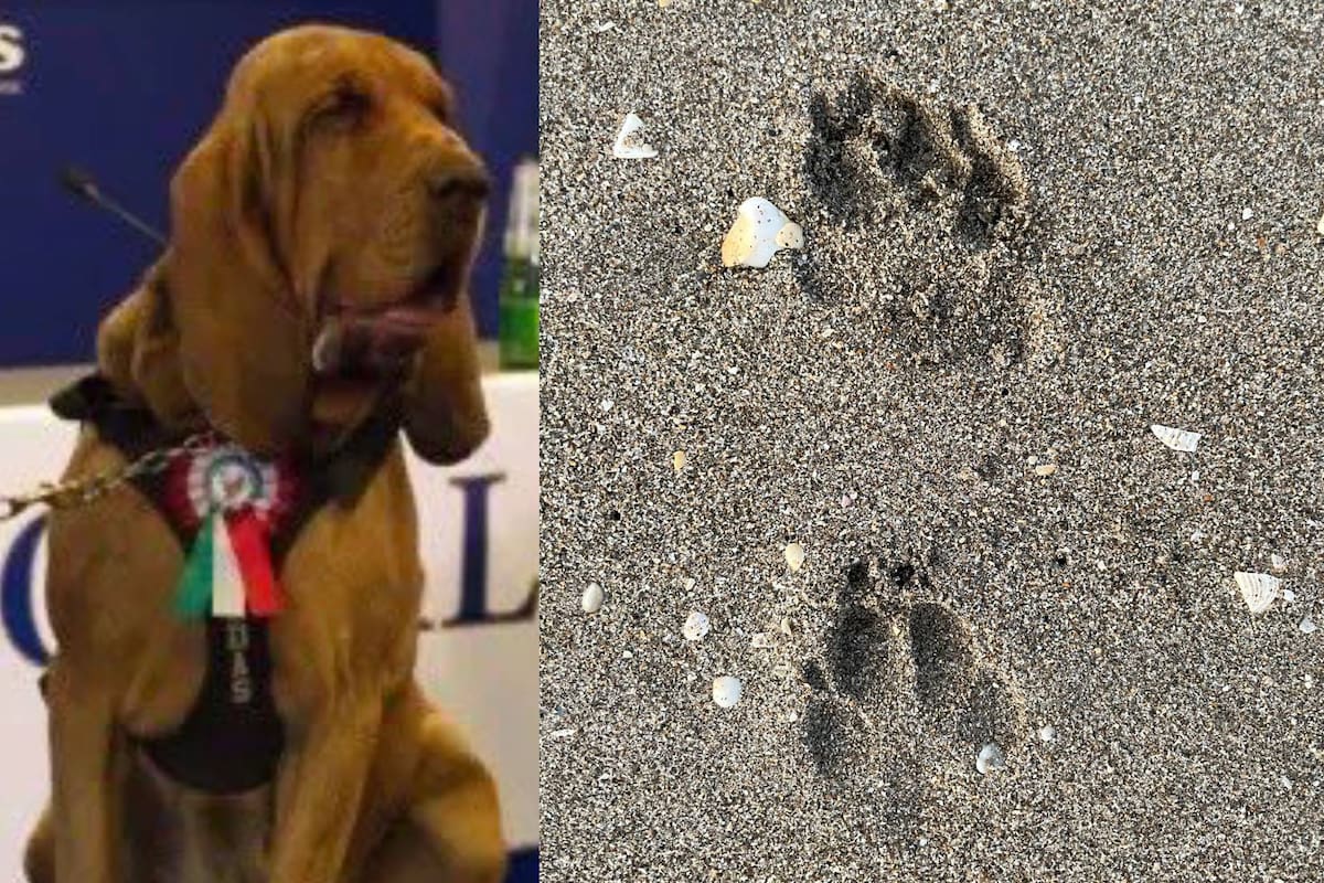 Bruno, un perro policía en Italia fue envenenado con comida llena de clavos; su muerte conmociona al país