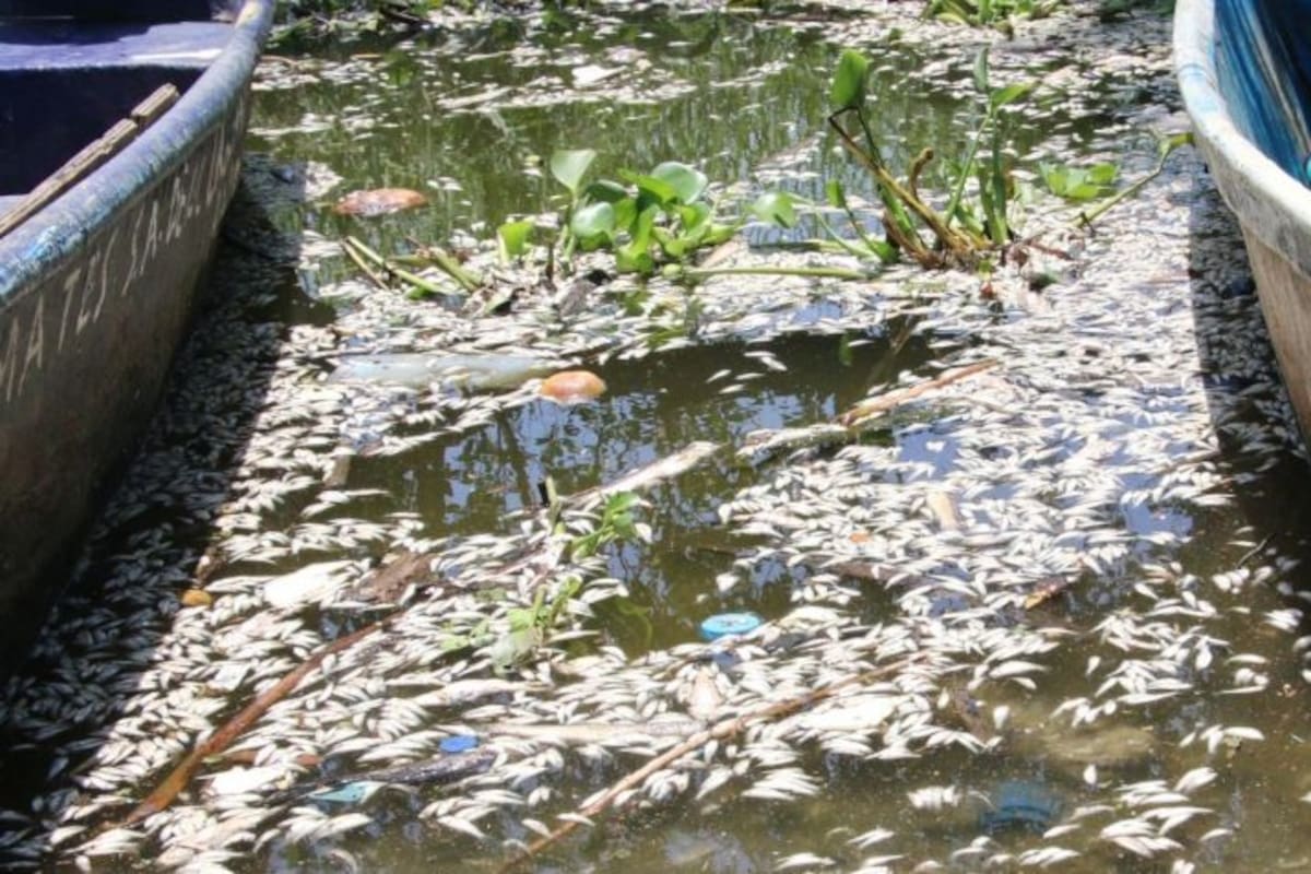 Miles de peces aparecen muertos en la laguna de Tres Palos