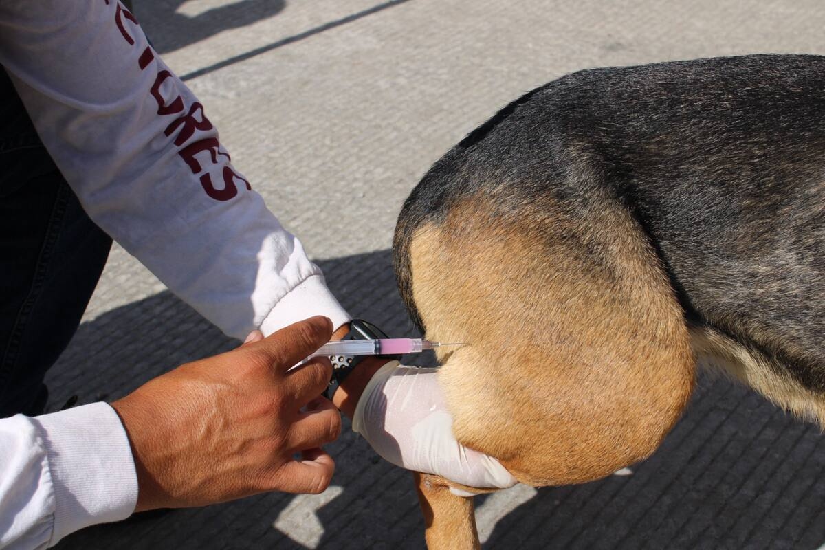 Se realiza desparasitación y vacuna gratuita de perros y gatos.
